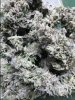 bud.jpg
