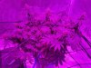 6-15-19--Day 53 Flower top.jpg