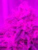 6-12-19--Day 50 Flower close up.jpg