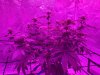 5-13-19--Day 20 Flower side.jpg