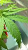 leafdrops.jpg
