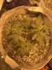 IMG_2514.jpeg