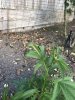 IMG_2181.jpeg
