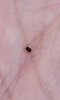 cropped bug.jpg
