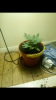 Screenshot_20190629-173812.png Screenshot_20190629-173812.png