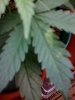papery leaf 1.jpg