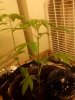 img1241185746004.jpg