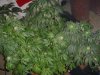 DSC02811.jpg