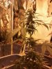 week 2 whole plant.jpeg