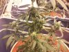 lower plant.jpeg