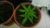 IMG-20190630-WA0002.jpeg