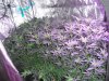 blueberry 6.4.2019 in bloom tent at 14 daylight hours.smaller.jpg