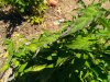 IMG_20190714_122940327.jpg