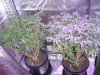 blueberry 7.19.2019 in bloom tent at 24 daylight hours.smaller.jpg
