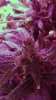 seeds1.jpg