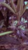 seeds2.jpg