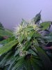 plant #2, closeup(51 days since 12-12 switch).jpg