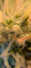 691F5A2E-4010-4AC1-BB5A-EC486DDB6852.png