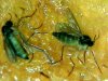 Grow Room Critters.JPG