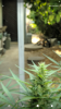 Screenshot_Camera_20190801-082638.png