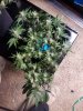 20190803_071635.jpg
