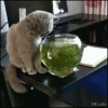 Hilarious Cat GIF • Disaster! Clumsy cat wants to catch fish in fish bowl but fails miserably.gif