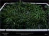 HSO-The New-Scrog Recovering Top View.jpg