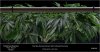 HSO-The New-Scrog Recovering Split View.jpg