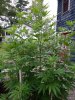 IMG_20190817_054836320.jpg