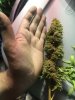 bud.jpeg bud.jpeg