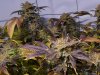 OG18Harvest17061702.jpg