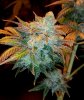 White Pie #3 (2).jpg White Pie #3 (2).jpg