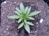 jackherer5.jpg