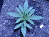 Jackherer2.jpg