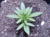 JackHerer.jpg