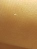 bugPhoto1.jpg