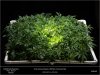 HSO-The New-Scrog Training Complete Top View.jpg