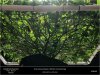 HSO-The New-Scrog Training Complete Below View.jpg