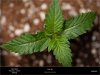 Sweet Seeds - Black Jack - Plant B 10-09-2019.jpg Sweet Seeds - Black Jack - Plant B 10-09-2019.jpg