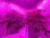 9-10-19 - Day 53 before trim Both side.jpg