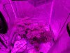 9-10-19 - Day 53 before trim Both.jpg