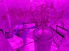 9-10-19 - Day 53 After full trim Side.jpg