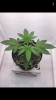 06E8D711-E989-40A1-97ED-243CF59470B1.png