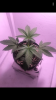 97EA03CD-DF9E-4C27-B64C-73BBA1635F83.png