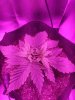 IMG_20190911_013158.jpg