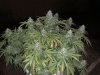 IMG_1227.jpg