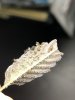 FD1D79BC-BCEC-46D4-8344-5B78B9E26D97.jpeg