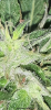 34F7667E-1A88-4735-96A8-266235FA8176.png