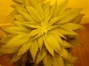 grow room 005.jpg