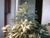 IMG_0007a.jpg